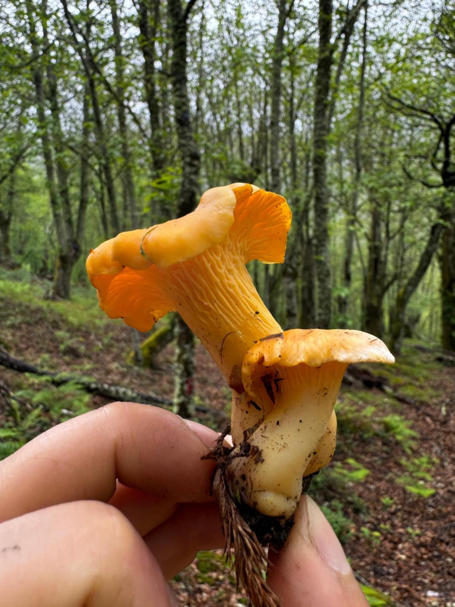 A Barreira -Lar Da Cima- Leilighet Folgoso do Courel Eksteriør bilde